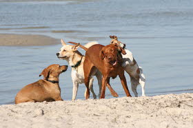 2005   Hunde am Strand