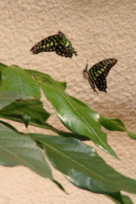 2009   Schmetterlinge