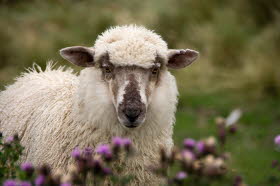 2011   Schaf auf der Weide
