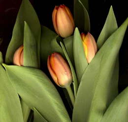 Tulpen lachs