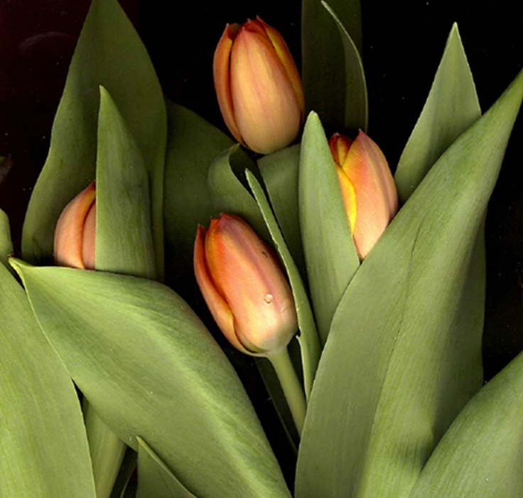 Tulpen lachs