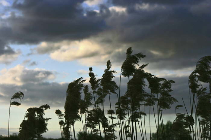 Wolken hinter Schilf